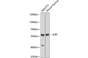 Western blot analysis of extracts of various cell lines, using IL9R antibody (ABIN7268006) at 1:1000 dilution. (IL9 Receptor 抗体  (AA 50-150))