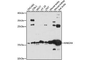Western blot analysis of extracts of various cell lines, using KRBOX4 antibody  at 1:3000 dilution. (KRAB Box Domain Containing 4 (KRBOX4) (C-Term) 抗体)