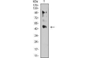 Western Blotting (WB) image for anti-Estrogen-Related Receptor alpha (ESRRA) (AA 198-376) antibody (ABIN5542453)