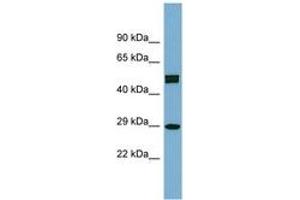 Image no. 1 for anti-Homeobox C8 (HOXC8) (AA 107-156) antibody (ABIN6742085) (HOXC8 抗体  (AA 107-156))
