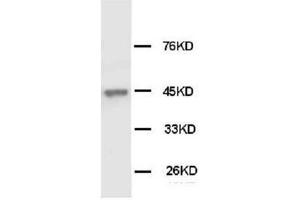 Western Blotting (WB) image for anti-Keratin 18 (KRT18) antibody (ABIN1106917) (Cytokeratin 18 抗体)