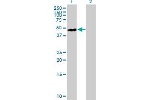 Western Blot analysis of HNRNPD expression in transfected 293T cell line by HNRNPD MaxPab polyclonal antibody. (HNRNPD/AUF1 抗体  (AA 1-355))