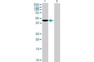 Western Blot analysis of LCORL expression in transfected 293T cell line by LCORL MaxPab polyclonal antibody. (LCORL 抗体  (AA 1-318))