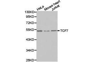 Western Blotting (WB) image for anti-Transcription Factor 7 (T-Cell Specific, HMG-Box) (TCF7) antibody (ABIN1875040) (TCF7 抗体)