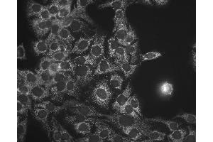 Immunocytochemistry/Immunofluorescence analysis using Mouse Anti-Hsp60 Monoclonal Antibody, Clone LK-1 . (HSPD1 抗体  (Atto 594))
