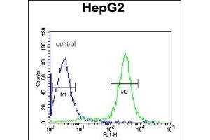 ITIH2 Antibody (C-term) (ABIN390667 and ABIN2840962) flow cytometric analysis of HepG2 cells (right histogram) compared to a negative control cell (left histogram). (ITIH2 抗体  (C-Term))