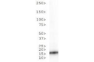 Western Blot of Rabbit Anti-Histone H3 [ac Lys36] Antibody.