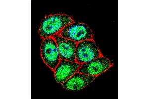 Confocal immunofluorescent analysis of p16INK4a Antibody (C-term ) (ABIN1981278 and ABIN2845115) with Hela cell followed by Alexa Fluor 488-conjugated goat anti-rabbit lgG (green). (CDKN2A 抗体  (C-Term))