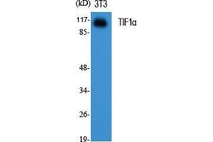 Western Blot (WB) analysis of specific cells using TIF1alpha Polyclonal Antibody. (TRIM24 抗体  (C-Term))