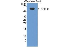 Western blot analysis of the recombinant protein. (NRP2 抗体  (AA 652-858))