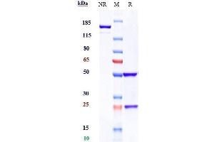 Anti-VEGFR2 / KDR / CD309 Reference Antibody (ramucirumab) on SDS-PAGE under reducing (R) condition. (Recombinant VEGFR2 (Ramucirumab Biosimilar) 抗体)
