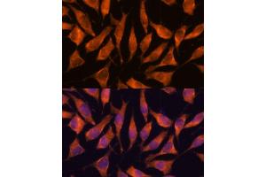 Immunofluorescence analysis of L929 cells using LHPP antibody (ABIN7269358) at dilution of 1:100. (LHPP 抗体  (AA 1-270))