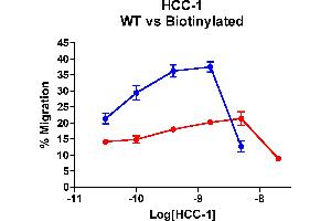Cells expressing recombinant CCR1 were assayed for migration through a transwell filter at various concentrations of WT or Biotinylated HCC-1. (CCL14 Protein (AA 28-93) (Biotin))