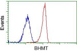 Image no. 2 for anti-Betaine--Homocysteine S-Methyltransferase (BHMT) antibody (ABIN1496916) (BHMT 抗体)