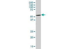 PTK6 MaxPab polyclonal antibody. (PTK6 抗体  (AA 1-451))