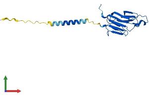 Protein Structure (PS) image for Tumor Necrosis Factor (Ligand) Superfamily, Member 18 (TNFSF18) (AA 1-173) protein (His tag) (ABIN7558283)