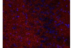 Indirect immunostaining of PFA fixed mouse brain section (1 : 200; red). (Synaptoporin 抗体)