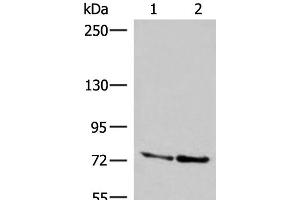Western blot analysis of A172 and NIH/3T3 cell lysates using DNAJC14 Polyclonal Antibody at dilution of 1:400 (DNAJC14 抗体)