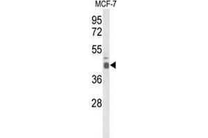 Western blot analysis of ELF3 Antibody (C-term) in MCF-7 cell line lysates (35ug/lane). (ELF3 抗体  (C-Term))