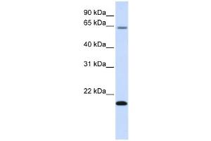 Western Blotting (WB) image for anti-Family with Sequence Similarity 19 (Chemokine (C-C Motif)-Like), Member A3 (FAM19A3) antibody (ABIN2458854) (FAM19A3 抗体)