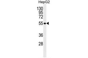 MFS10 Antibody (Center) western blot analysis in HepG2 cell line lysates (35µg/lane). (MFS10 抗体  (Middle Region))