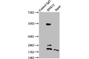 Immunoprecipitating SNX12 in A549 whole cell lysate Lane 1: Rabbit control IgG instead of ABIN7170348 in A549 whole cell lysate. (SNX12 抗体  (AA 2-172))