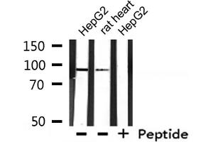 Western Blotting (WB) image for anti-Breast Cancer Anti-Estrogen Resistance 3 (BCAR3) (C-Term) antibody (ABIN6260215)