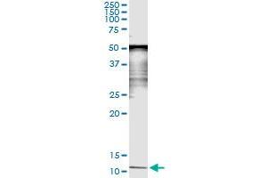 Immunoprecipitation of SAA4 transfected lysate using anti-SAA4 monoclonal antibody and Protein A Magnetic Bead , and immunoblotted with SAA4 MaxPab rabbit polyclonal antibody. (SAA4 抗体  (AA 1-130))