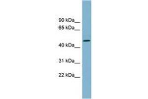 Image no. 1 for anti-Tryptophan 2,3-Dioxygenase (TDO2) (AA 71-120) antibody (ABIN6743385) (TDO2 抗体  (AA 71-120))