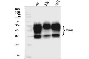 Western blot analysis of CD147/Emmprin using anti-CD147/Emmprin antibody (ABIN7599998). (CD147 抗体  (AA 138-323))