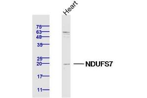 Lane 1: Mouse Heart lysates probed with NDUFS7 Polyclonal Antibody, Unconjugated  at 1:300 overnight at 4˚C. (NDUFS7 抗体  (AA 101-160))