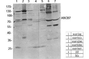Western Blot (WB) analysis of specific cells using antibody diluted at 1:1000. (ABCB7 抗体  (C-Term))