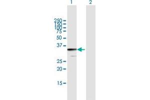 Western Blot analysis of JAZF1 expression in transfected 293T cell line by JAZF1 MaxPab polyclonal antibody. (JAZF1 抗体  (AA 1-243))