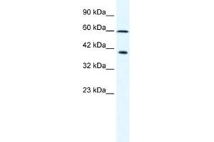 WB Suggested Anti-MCM7 Antibody Titration:  2. (MCM7 抗体  (N-Term))