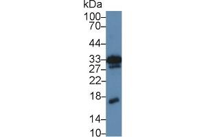 Western Blot; Sample: Mouse Kidney lysate; Primary Ab: 5µg/ml Rabbit Anti-Mouse MK Antibody Second Ab: 0. (Midkine 抗体  (AA 22-140))