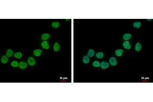 Immunofluorescence (IF) image for anti-Zinc Finger Protein 45 (ZNF45) antibody (ABIN2855633)