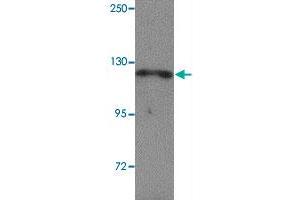 Western blot analysis of NLRP13 in K-562 cell lysate with NLRP13 polyclonal antibody  at 1 ug/mL. (NLRP13 抗体  (N-Term))