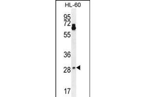 NTF3 Antibody (Center) (ABIN392182 and ABIN2841893) western blot analysis in HL-60 cell line lysates (35 μg/lane). (Neurotrophin 3 抗体  (AA 122-151))