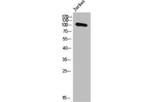 Western Blot analysis of Jurkat cells using PMS1 Polyclonal Antibody (PMS1 抗体  (Internal Region))