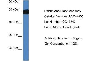 Western Blotting (WB) image for anti-Flavin Containing Monooxygenase 3 (FMO3) (Middle Region) antibody (ABIN2781863) (FMO3 抗体  (Middle Region))