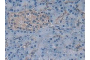 Immunohistochemistry (IHC) image for anti-Gastrokine 1 (GKN1) (AA 22-199) antibody (ABIN7434962)
