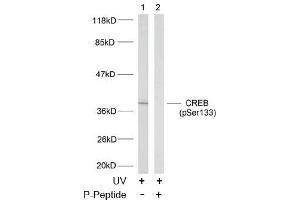 Image no. 2 for anti-cAMP Responsive Element Binding Protein 1 (CREB1) (pSer133) antibody (ABIN196704) (CREB1 抗体  (pSer133))