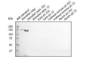 Western Blotting (WB) image for anti-Vitellogenin (VTG) antibody (ABIN123821) (Vitellogenin 抗体)