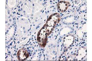 Immunohistochemical staining of paraffin-embedded Human Kidney tissue using anti-NUBPL mouse monoclonal antibody. (NUBPL 抗体  (AA 1-250))