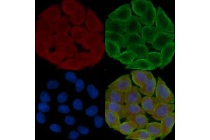 ABIN6259981 and ABIN6276533 staining Hela cells(30 min of UV treatment) by IF/ICC. (APOA1 抗体  (N-Term))