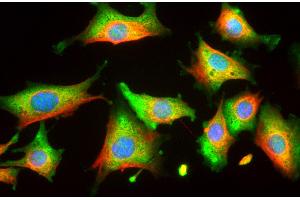 Rat 3T3 cells stained with ENO1 / Alpha Enolase antibody (green) and counterstained with chicken polyclonal antibody to vimentin (red) and DNA (blue). (ENO1 抗体)