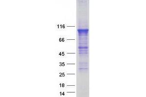 Western Blotting (WB) image for phosphodiesterase 4B, cAMP-Specific (PDE4B) (Transcript Variant D) protein (Myc-DYKDDDDK Tag) (ABIN2728514)