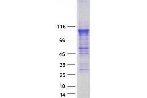 Validation with Western Blot (PDE4B Protein (Transcript Variant D) (Myc-DYKDDDDK Tag))