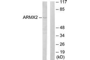 Western blot analysis of extracts from 293 cells, using ARMCX2 Antibody. (ARMCX2 抗体  (AA 321-370))