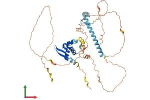 AlphaFold protein structure predicition of Human Recombinant FOXP3 Protein, UniprotID Q9BZS1
